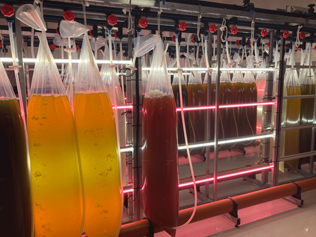 Different strains of microalgae cultivated in 50L bags. Photo: Camille Saurel
