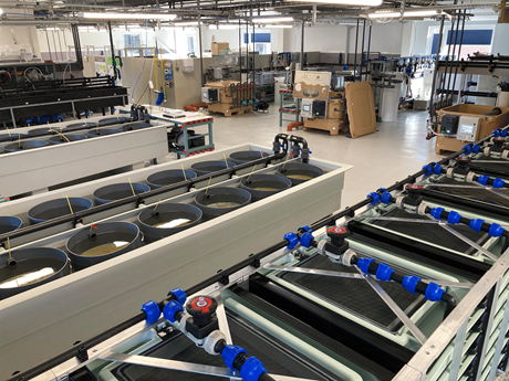 View of the European flat oyster hatchery. Photo: Camille Saurel