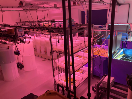 Seaweed hatchery for research and production. Photo: Camille Saurel