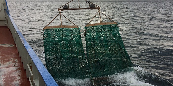 Muslingefiskeri. Foto: Dansk Skaldyrcenter